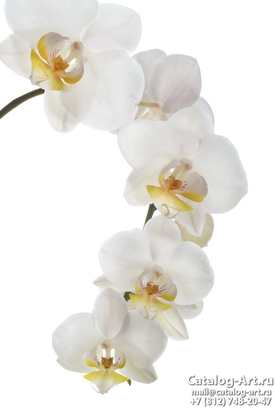 Натяжные потолки с фотопечатью - Белые орхидеи 34